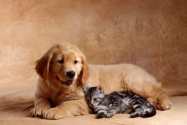 Levně Plakát, Obraz - Kitten Leaning Against Golden Retriever Puppy, Don Mason, 40 × 26.7 cm