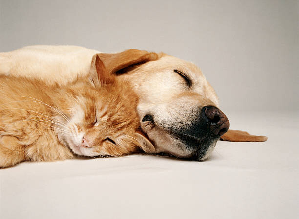 Levně Plakát, Obraz - CAT AND DOG TOGETHER, GK Hart/Vikki Hart, 40 × 30 cm