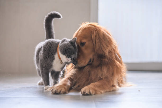 Levně Plakát, Obraz - British short hair cat and golden retriever, chendongshan, 40 × 26.7 cm