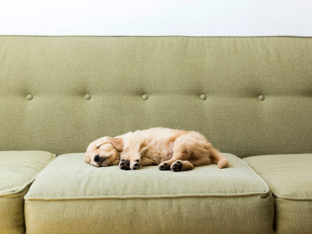 Levně Plakát, Obraz - Puppy sleeping on sofa, Jessica Peterson, 40 × 30 cm