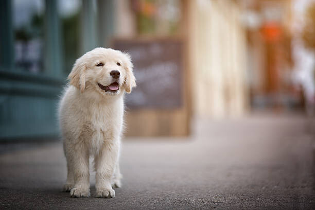 Levně Plakát, Obraz - Golden Retriever in Town, MATTHEW PALMER, 40 × 26.7 cm