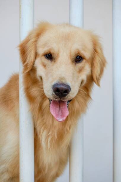 Levně Plakát, Obraz - Golden retriever reach faces out from the balcony, Krit of Studio OMG, 26.7 × 40 cm