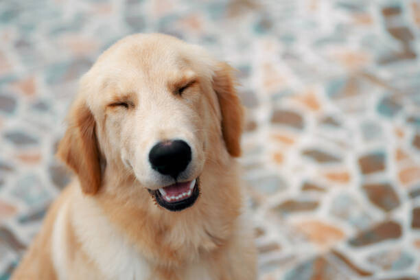 Levně Plakát, Obraz - A smiley face of golden retriever, Krit of Studio OMG, 40 × 26.7 cm