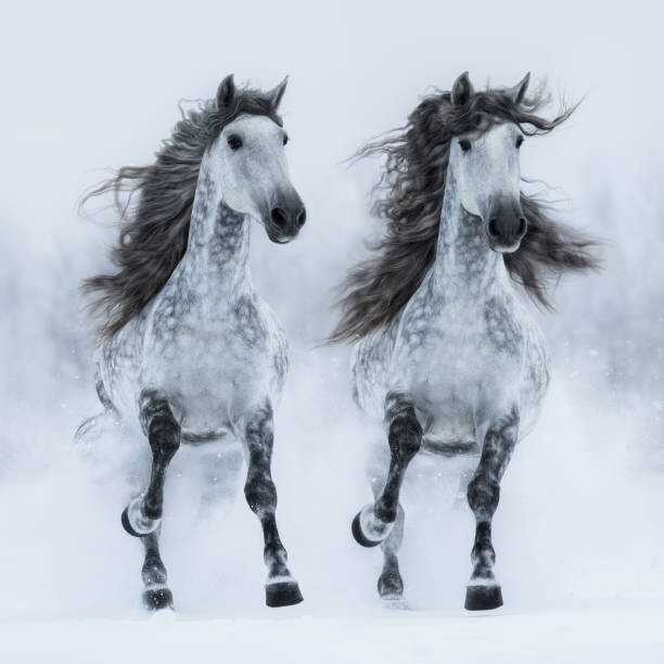 Levně Plakát, Obraz - Two gray long-maned Andalusian horses run gallop, Kseniya Rimskaya, 40 × 40 cm