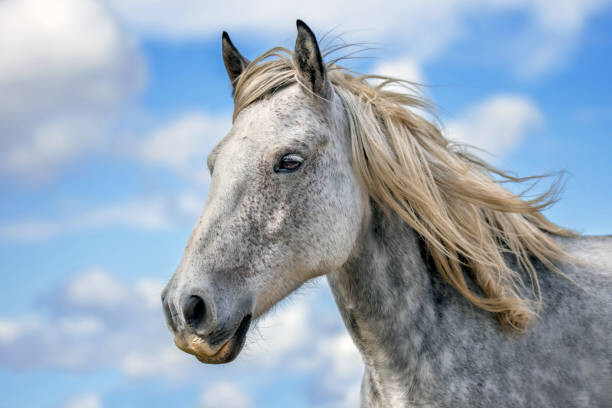 Levně Plakát, Obraz - Portrait of thoroughbred horse standing against, Tonini Grbavac / 500px, 40 × 26.7 cm