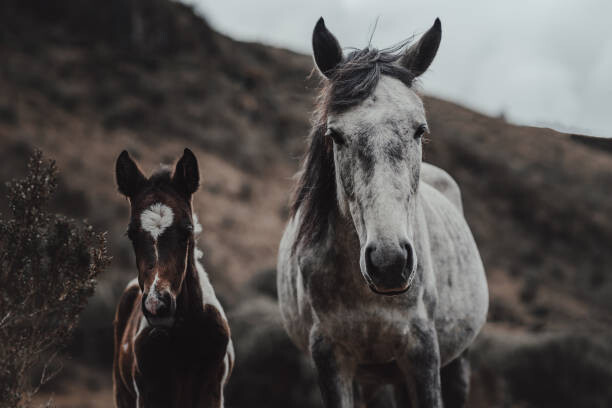 Levně Plakát, Obraz - Selective focus shot of horses on, Wirestock, 40 × 26.7 cm