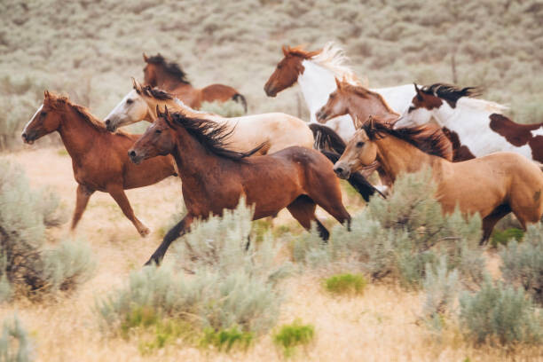 Levně Plakát, Obraz - Cowboy Lifestyle in Utah, RichLegg, 40 × 26.7 cm