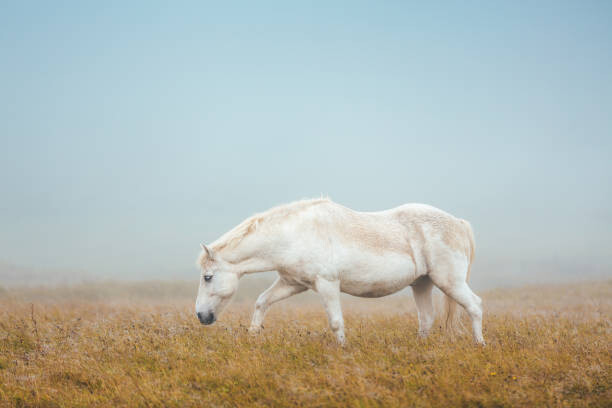 Fotografie Icelandic Horse On Pasture, borchee, 40 × 26.7 cm