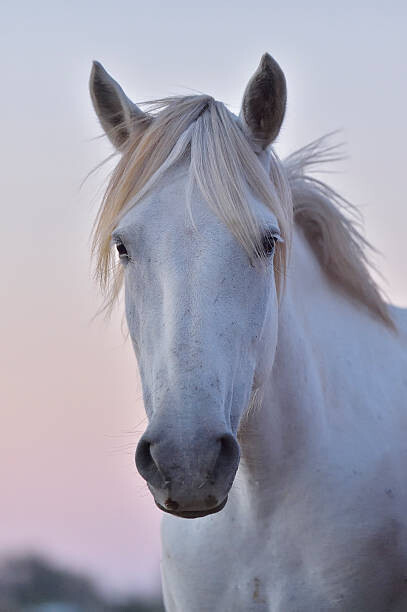 Levně Plakát, Obraz - Camargue Horse, Portrait, Raimund Linke, 26.7 × 40 cm