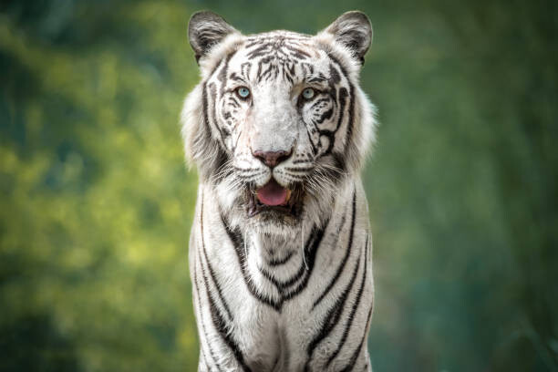 Levně Plakát, Obraz - Close-up portrait of white tiger against trees, Sunil / 500px, 40 × 26.7 cm
