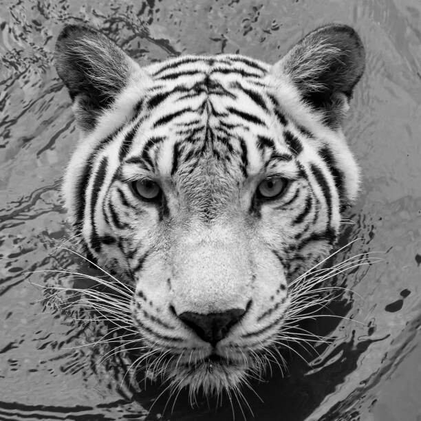 Levně Plakát, Obraz - High angle portrait of white tiger,Songkhla,Thailand, Edson Reyes / 500px, 40 × 40 cm