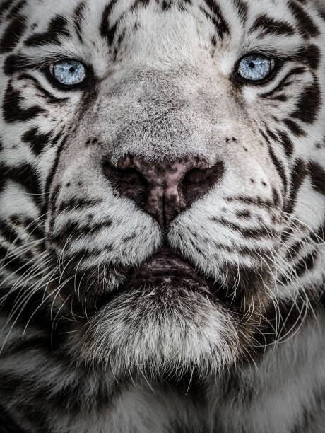 Levně Plakát, Obraz - Look in to my eyes, Andy Smith, 30 × 40 cm