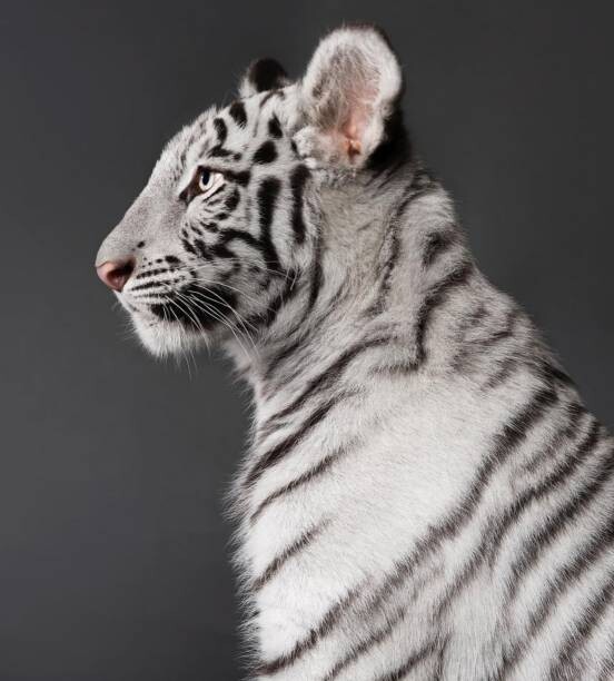 Fotografie Close-up of white tiger against black, Shizu Luminous / 500px, 40 × 40 cm