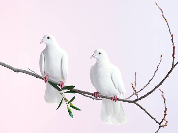Levně Plakát, Obraz - Two white doves with olive branch, John Scott, 40 × 30 cm