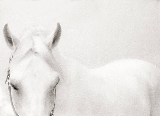 Fotografie White Horse, stevecoleimages, 40 × 30 cm