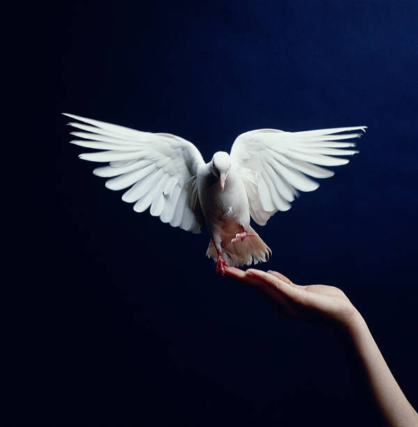 Levně Plakát, Obraz - White Dove flying from hand, blue background, Getty Images, 40 × 40 cm