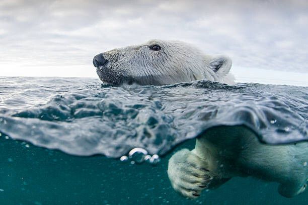 Levně Plakát, Obraz - Underwater Polar Bear in Hudson Bay, Canada, Paul Souders, 40 × 26.7 cm