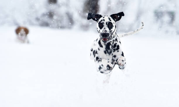 Levně Plakát, Obraz - A dalmatian dog in the snow, alberto clemares expósito, 40 × 24 cm