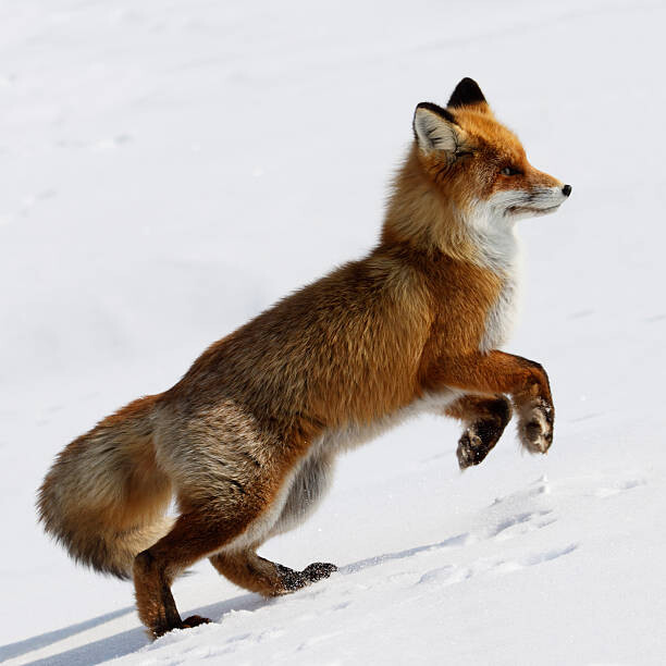 Levně Plakát, Obraz - Running Fox., DmitryND, 40 × 40 cm