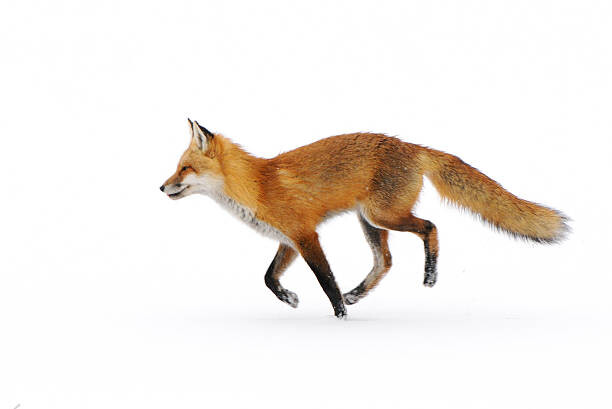 Levně Plakát, Obraz - Red Fox in snow, Nikographer [Jon], 40 × 26.7 cm