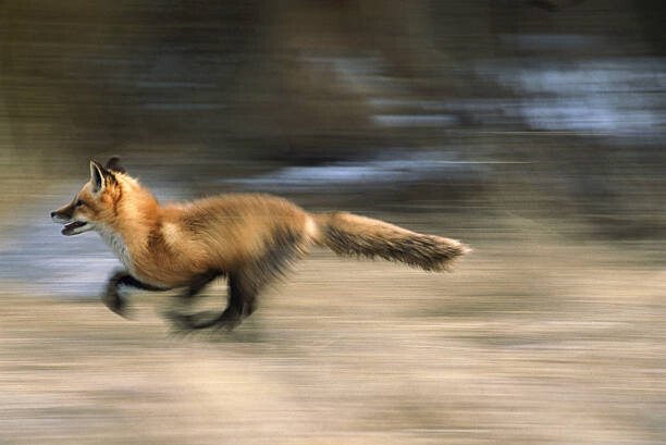 Plakát, Obraz - red fox, vulpes vulpes, running, montana, usa, Mike Hill, 40 × 26.7 cm