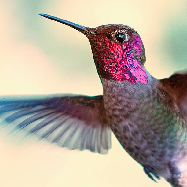 Levně Plakát, Obraz - Anna's hummingbird, by Ed Sweeney, 40 × 40 cm