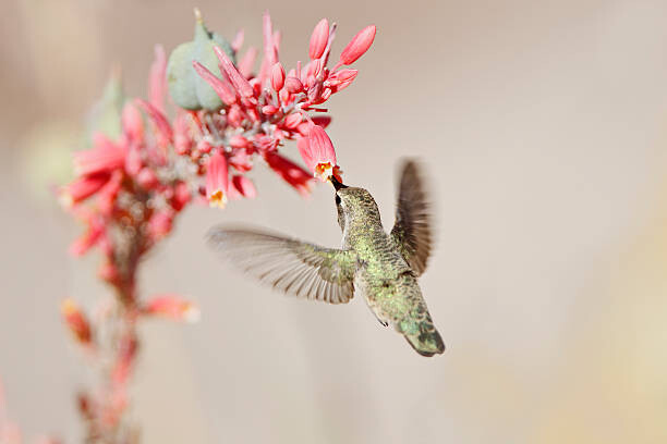 Plakát, Obraz - Hummingbird at desert flowers, SusanGaryPhotography, 40 × 26.7 cm