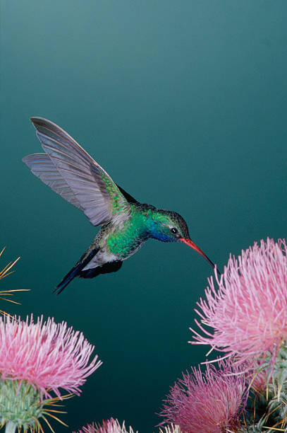 Levně Plakát, Obraz - Broad-Billed Hummingbird Feeding from Thistle, David A. Northcott, 26.7 × 40 cm