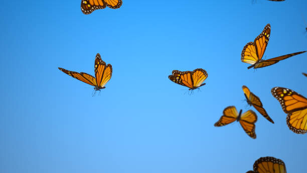Levně Plakát, Obraz - Swarm of Butterflies, Studiofy, 40 × 22.2 cm