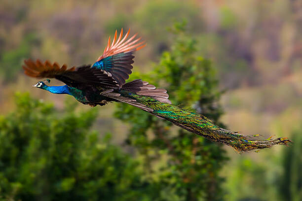 Plakát, Obraz - Male Indian peafowl, Blue peafowl(Pavo, cristatus), kajornyot, 40 × 26.7 cm