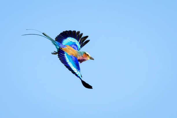 Levně Plakát, Obraz - Lilac-breasted Roller (Coracias caudatus), André Gilden, 40 × 26.7 cm