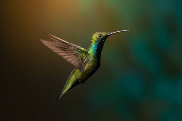 Levně Plakát, Obraz - Close-up of hummingbird flying over water,Jardin, Pablo Ramos / 500px, 40 × 26.7 cm