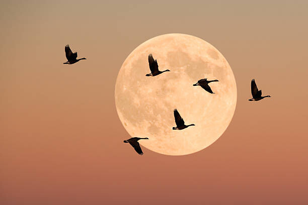 Levně Plakát, Obraz - Canada geese in flight, dusk, Burazin, 40 × 26.7 cm