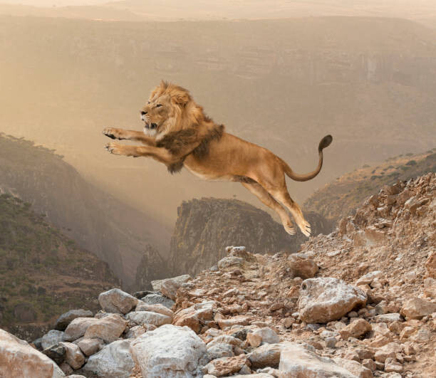 Plakát, Obraz - Lion jumping on mountain, John M Lund Photography Inc, 40 × 34.7 cm