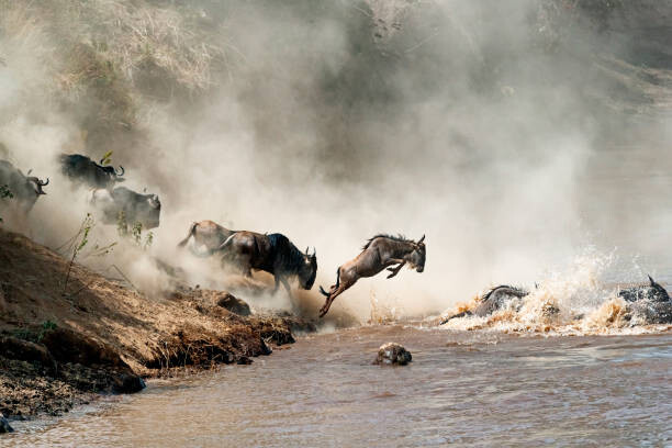 Levně Plakát, Obraz - Wildebeest Leaping in Mid-Air Over Mara River, adogslifephoto, 40 × 26.7 cm