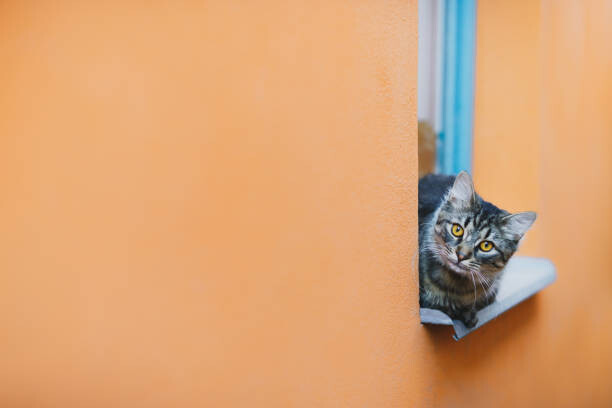 Levně Plakát, Obraz - Cat looking at camera while resting, Jean-Philippe Tournut, 40 × 26.7 cm