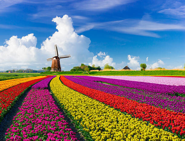 Levně Plakát, Obraz - Tulips and Windmills, JacobH, 40 × 30 cm