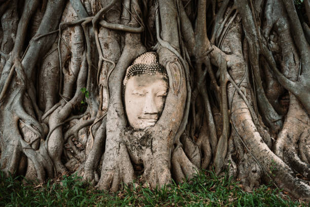Levně Plakát, Obraz - Buddha head between tree branches, Hugo Abad, 40 × 26.7 cm