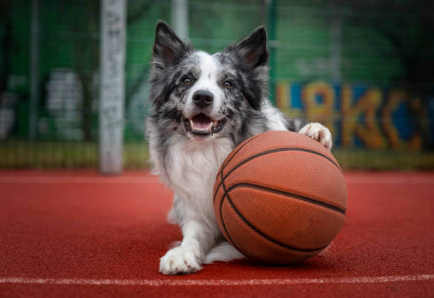 Plakát, Obraz - Dog with a basketball, Anita Kot, 40 × 26.7 cm