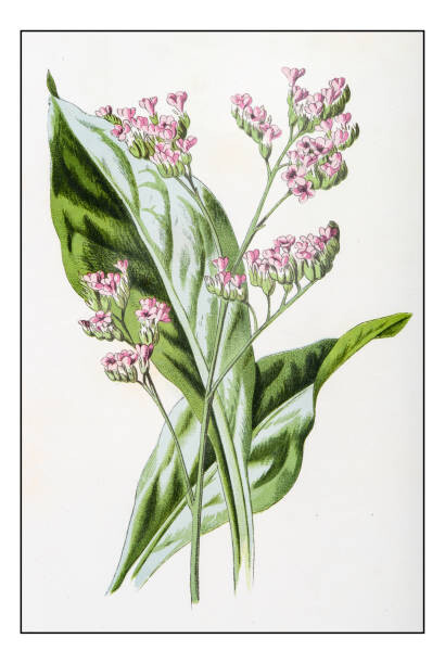 Levně Plakát, Obraz - Antique color plant flower illustration: Limonium, ilbusca, 26.7 × 40 cm