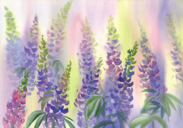 Ilustrace pink and violet lupine flowers watercolor, Eglelip, 40 × 26.7 cm