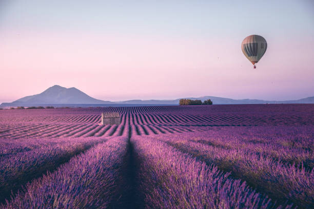 Levně Plakát, Obraz - Endless lavender field in Provence, France, serts, 40 × 26.7 cm