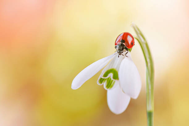 Ilustrace Close-up image of a 7-spot ladybird, Jacky Parker Photography, 40 × 26.7 cm