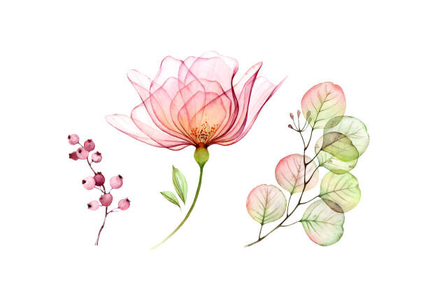 Levně Plakát, Obraz - Watercolor Transparent Rose floral set. Eucalyptus, akvarelldesign, 40 × 26.7 cm