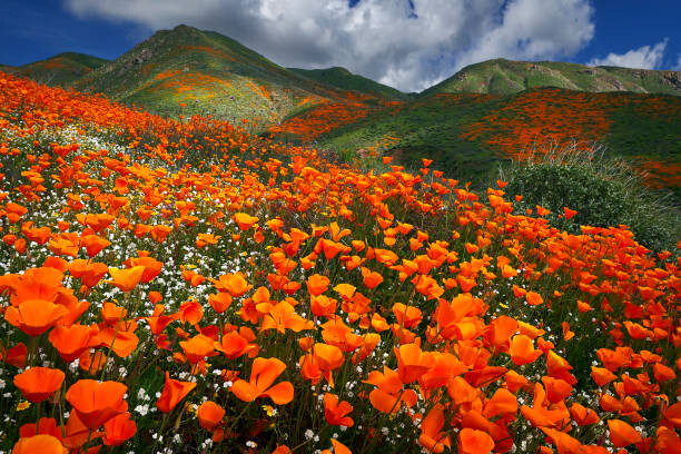 Levně Plakát, Obraz - Lake Elsinore Poppy Reserve - Abundance, Jon Farmer, 40 × 26.7 cm