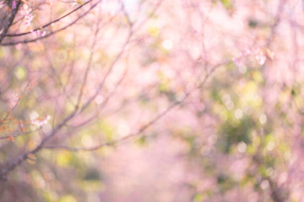 Levně Plakát, Obraz - Pink sakura flowers, dreamy romantic spring, Issarawat Tattong, 40 × 26.7 cm