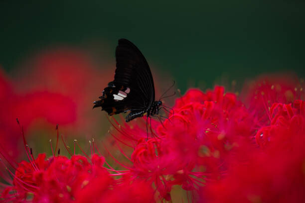 Levně Plakát, Obraz - A swallowtail butterfly and Red Spider lilies, qrsk, 40 × 26.7 cm
