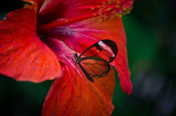 Levně Plakát, Obraz - Glasswing butterfly on red flower,, Michael Camilleri, 40 × 26.7 cm