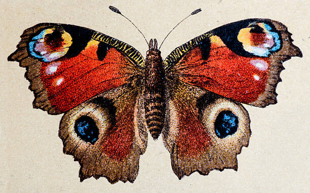 Levně Plakát, Obraz - European Peacock , insect animals antique, ilbusca, 40 × 26.7 cm