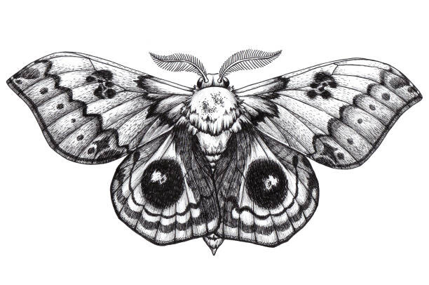Levně Plakát, Obraz - Beautiful Butterfly tattoo. Antherina suraka. Madagascar, Natalypaint, 40 × 26.7 cm